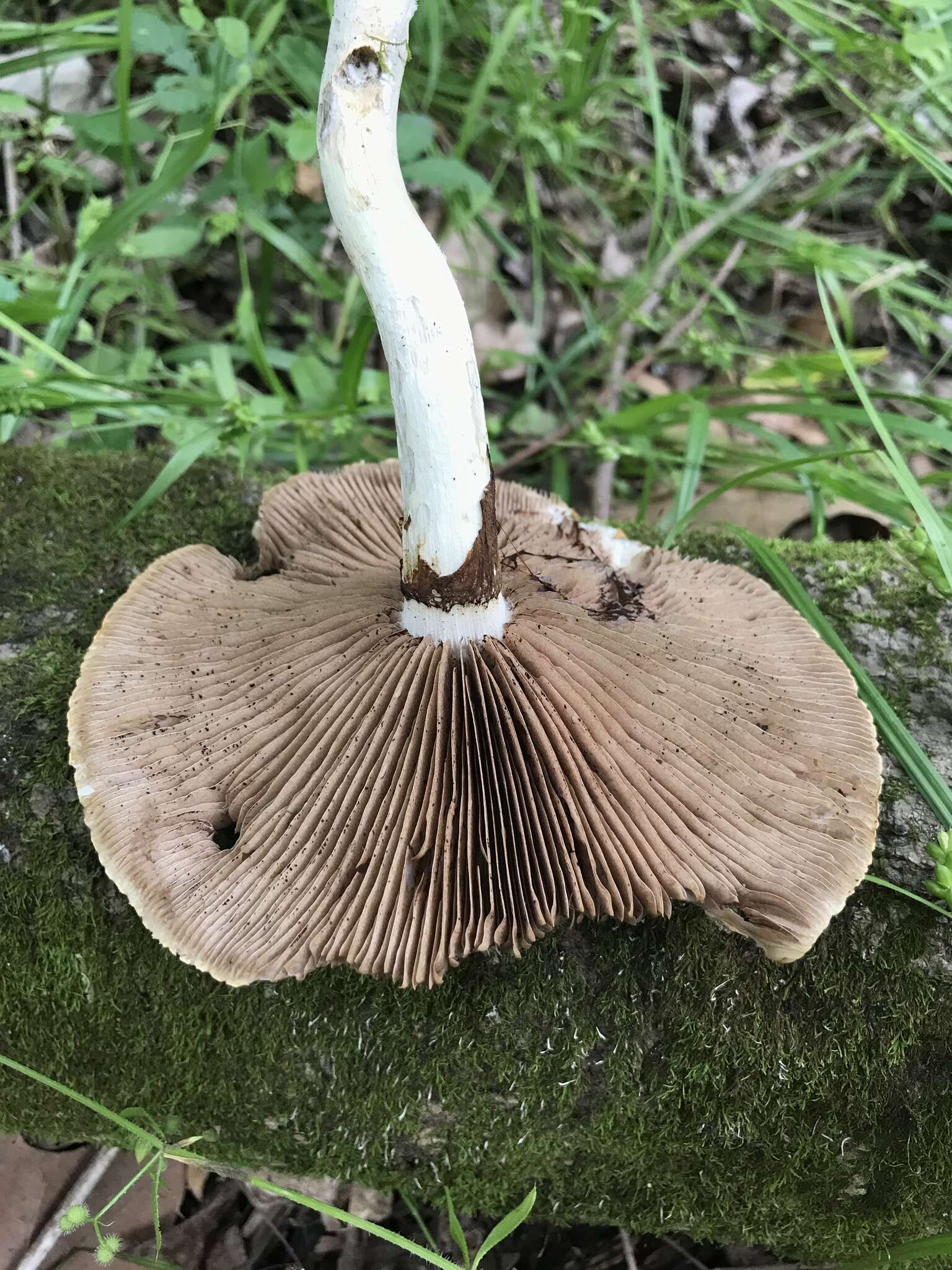 Image of Cyclocybe cylindracea (DC.) Vizzini & Angelini 2014