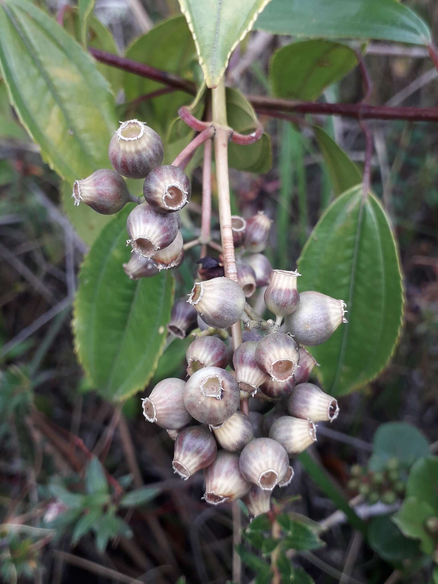 Miconia crocea (Desroussraux) Naud.的圖片