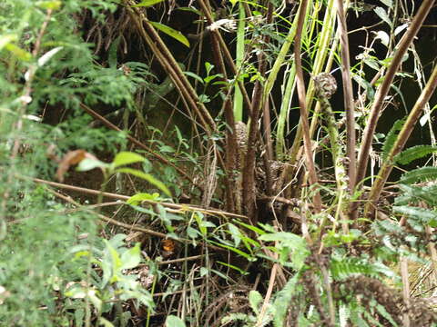 Image de Cyathea conjugata (Spruce ex Hook.) Domin