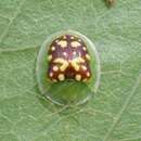 Image of Cassida (Crepidaspis) sexguttata Boisduval 1835