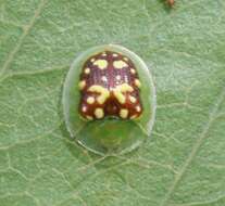 Cassida (Crepidaspis) sexguttata Boisduval 1835的圖片