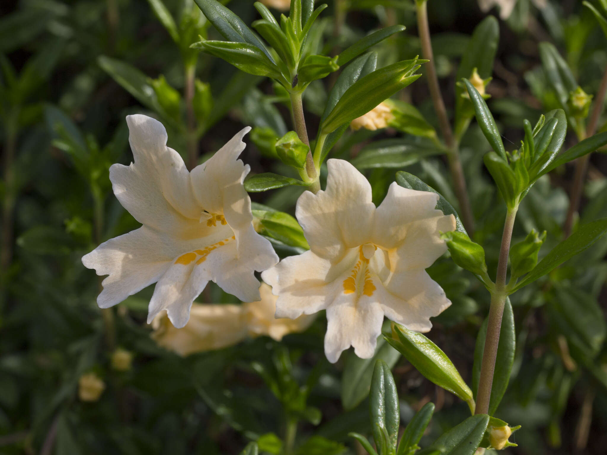 Plancia ëd Diplacus grandiflorus Groenland