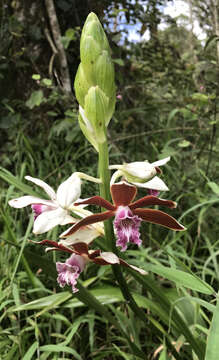 Image of Phaius callosus (Blume) Lindl.