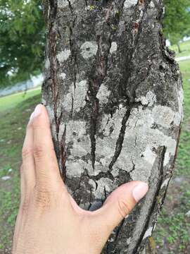 Image of rim lichen