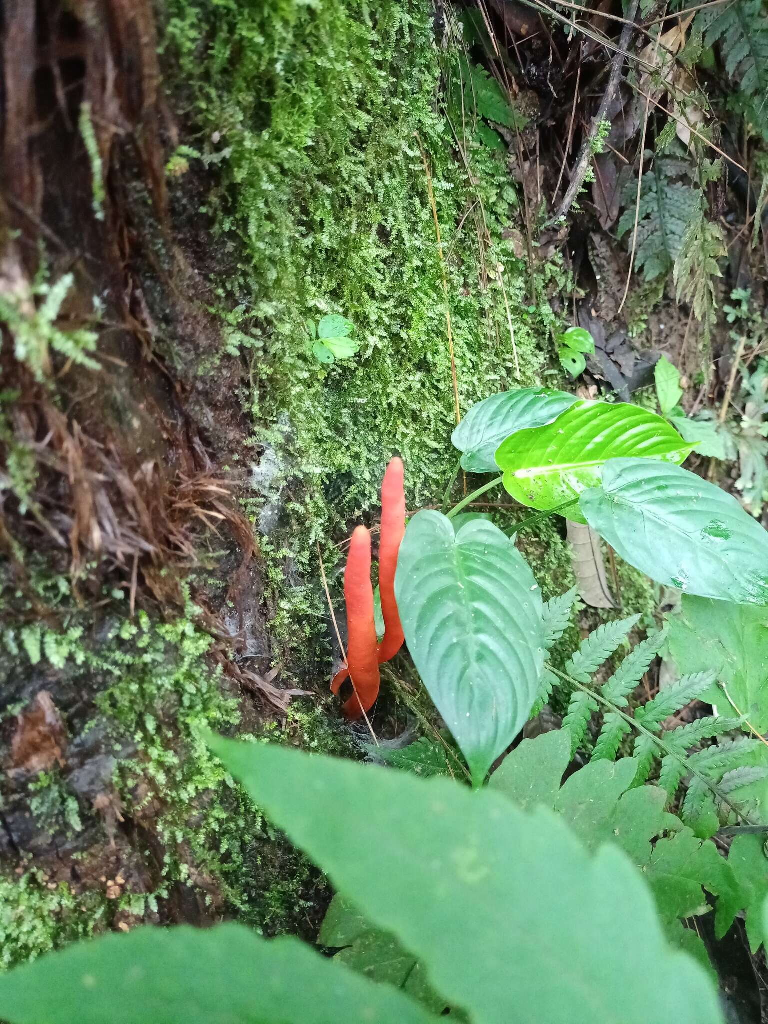 Image of Trichoderma cornu-damae (Pat.) Z. X. Zhu & W. Y. Zhuang 2014