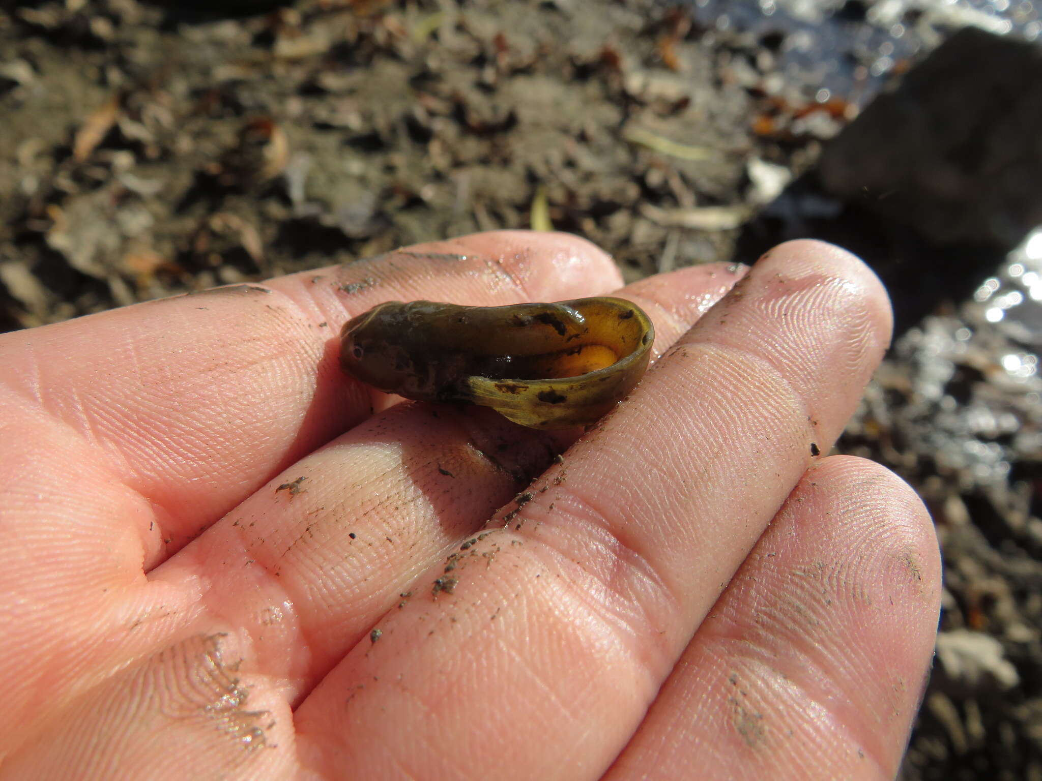 Image of Tadpole Madtom