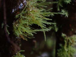 Image of Wahlenberg's pohlia moss