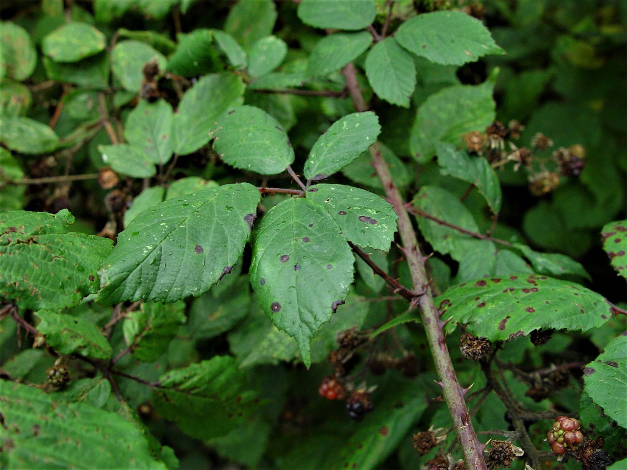 Image of Rubus rubritinctus W. C. R. Watson