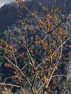 Image of Diospyros japonica Siebold & Zucc.