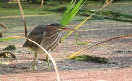 Butorides virescens anthonyi (Mearns 1895) resmi