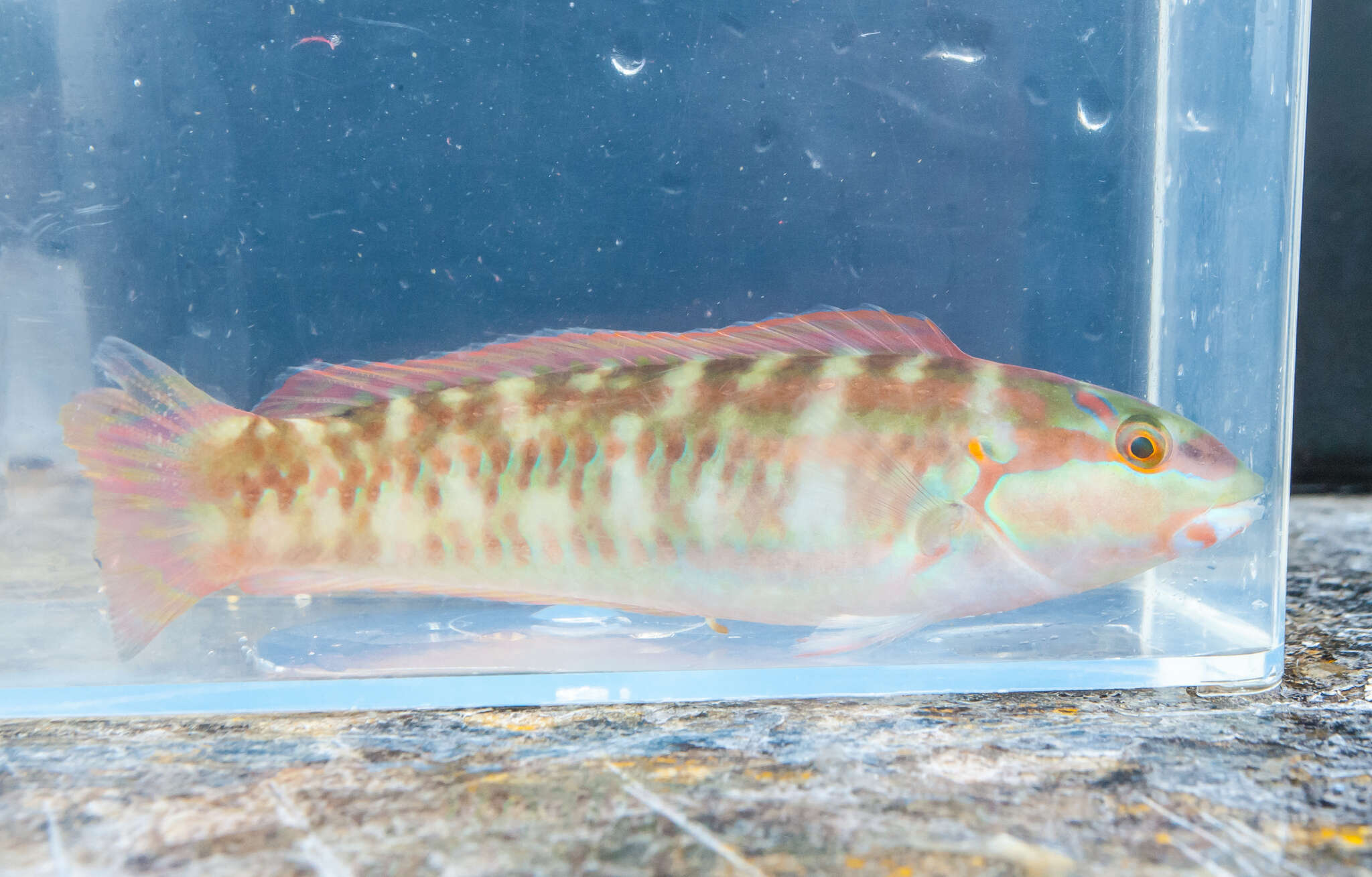 Image of Slippery Dick