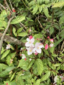 Image of Puerto Rico Begonia