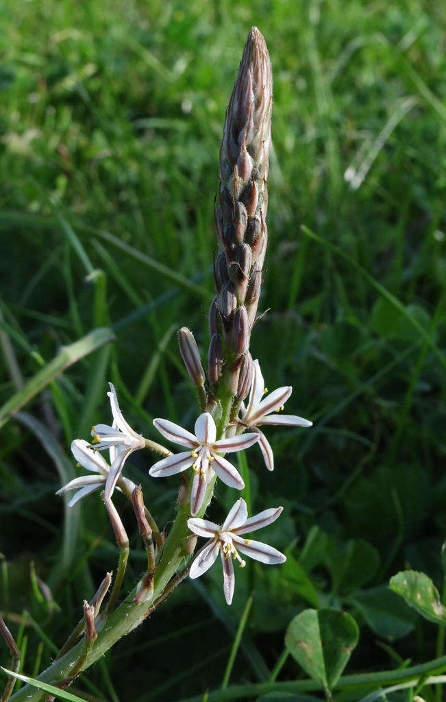 Image of Trachyandra ciliata (L. fil.) Kunth