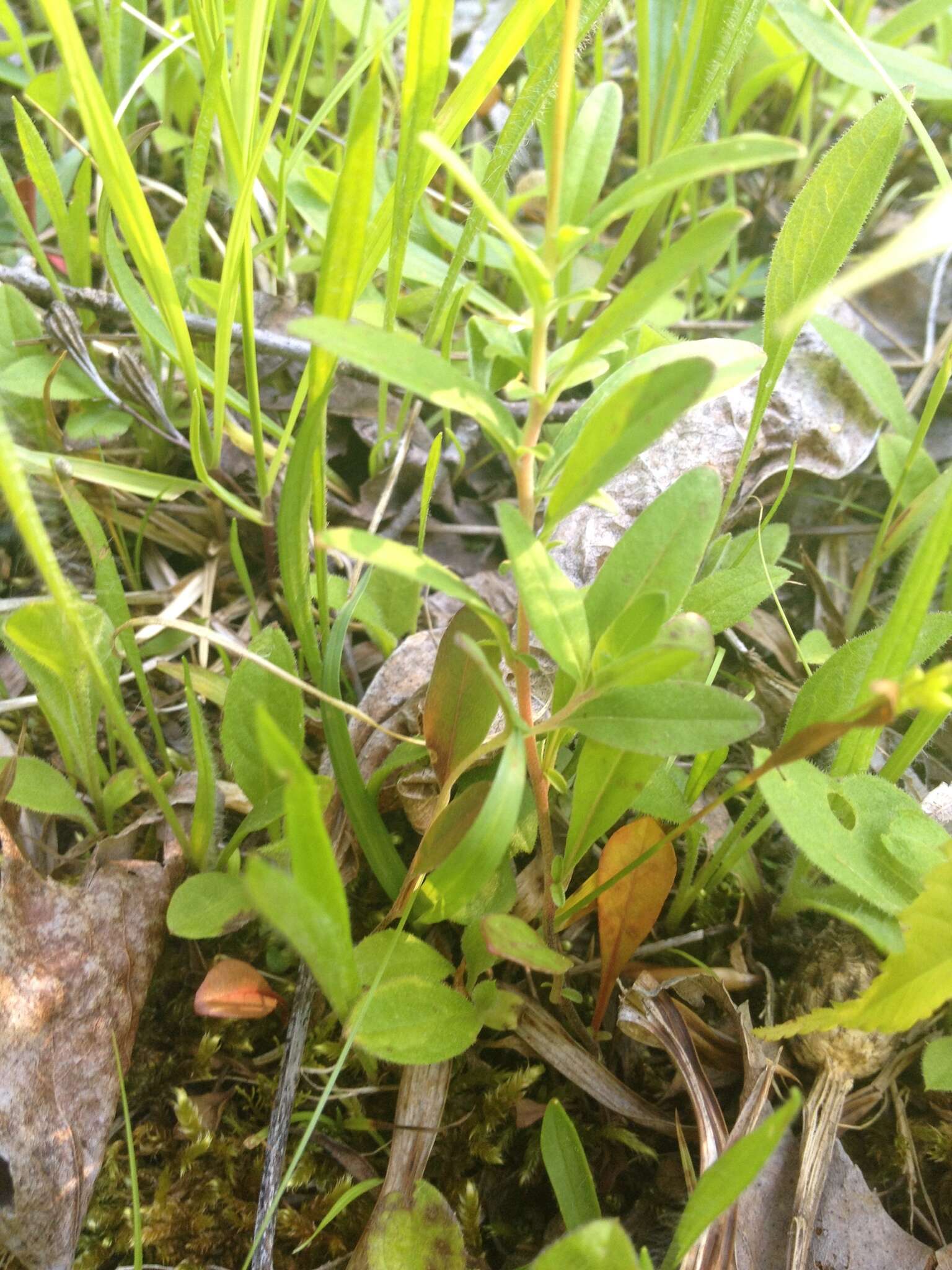 Imagem de Oenothera perennis L.