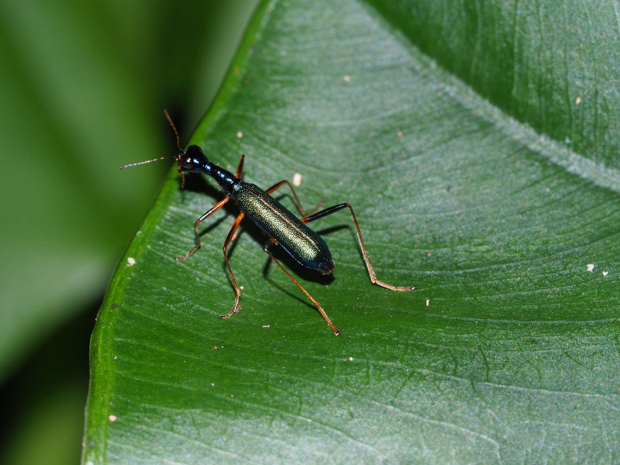 Image of Neocollyris (Isocollyris) formosana (Bates 1866)