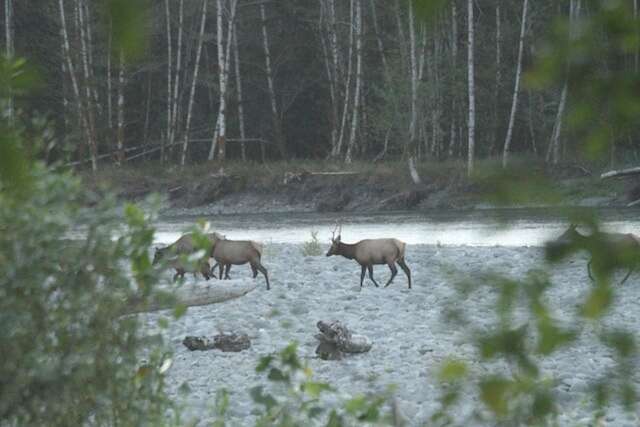 Image of North American elk