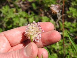 Image of Shasta Clover