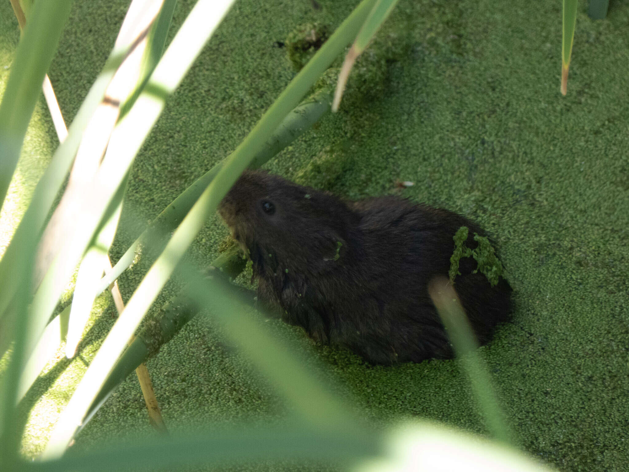 Image of Southern Water Vole