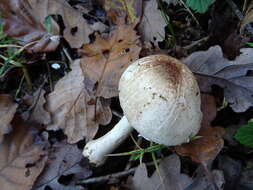 Image de Agaric de Bresadola