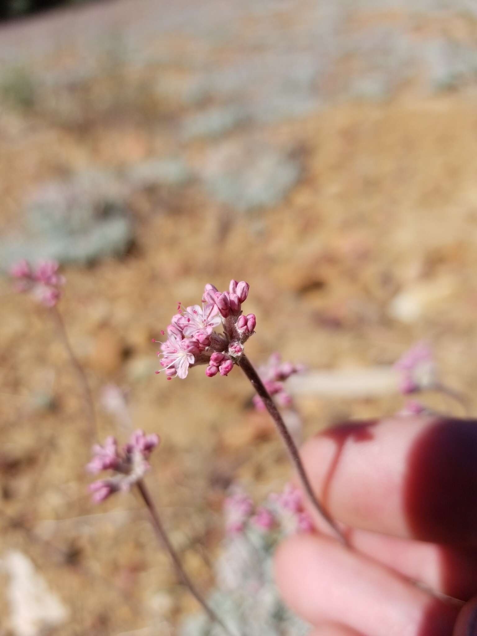 Image of Southern mountain wild-buckwheat