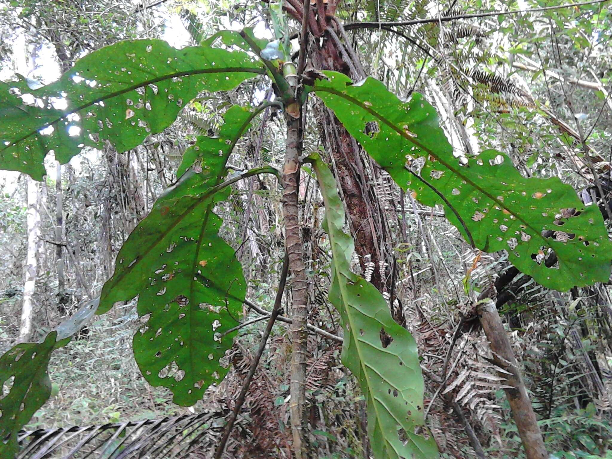 Image of Anthocleista amplexicaulis Baker