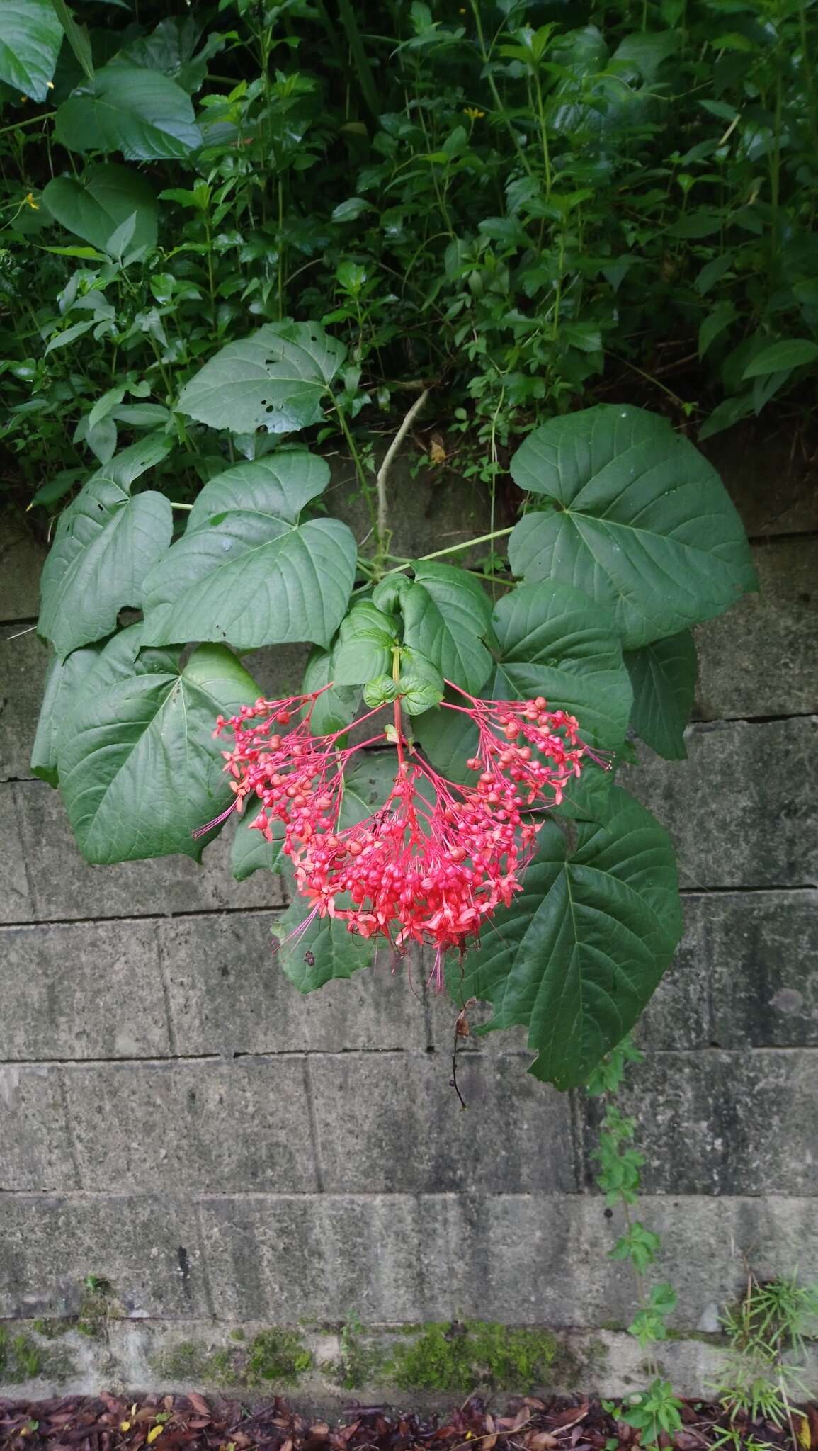 Imagem de Clerodendrum japonicum (Thunb.) Sweet