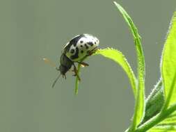 Image of Ontario Calligrapha