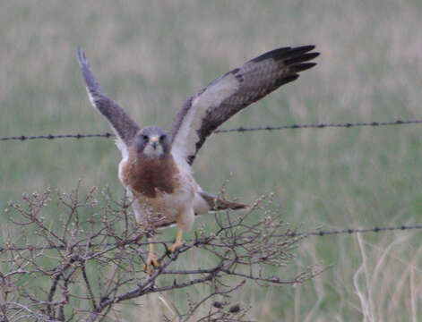 Image of Swainson's Hawk