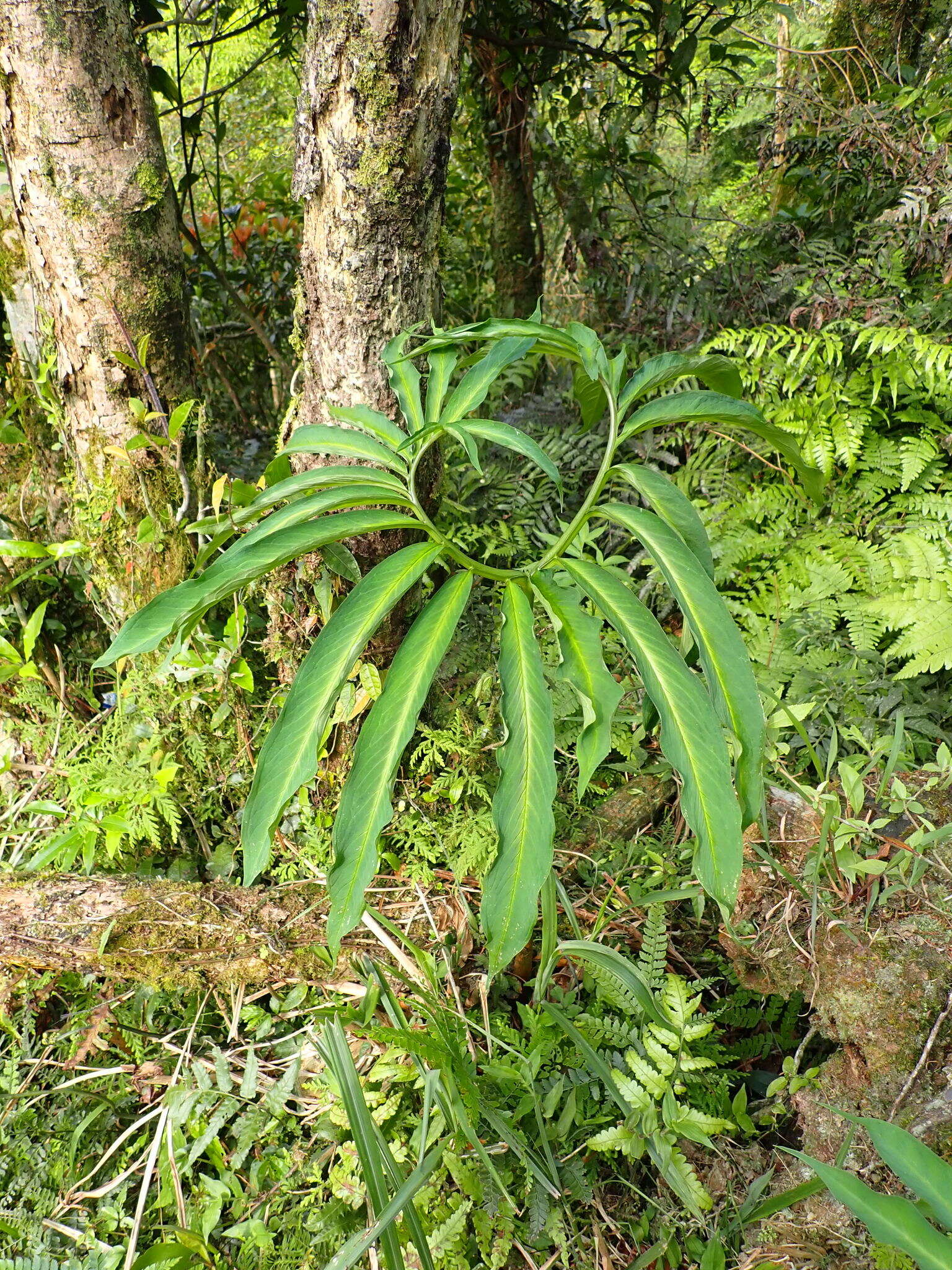 Sivun Arisaema heterophyllum Blume kuva