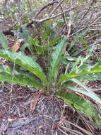 Image of Anthurium affine Schott