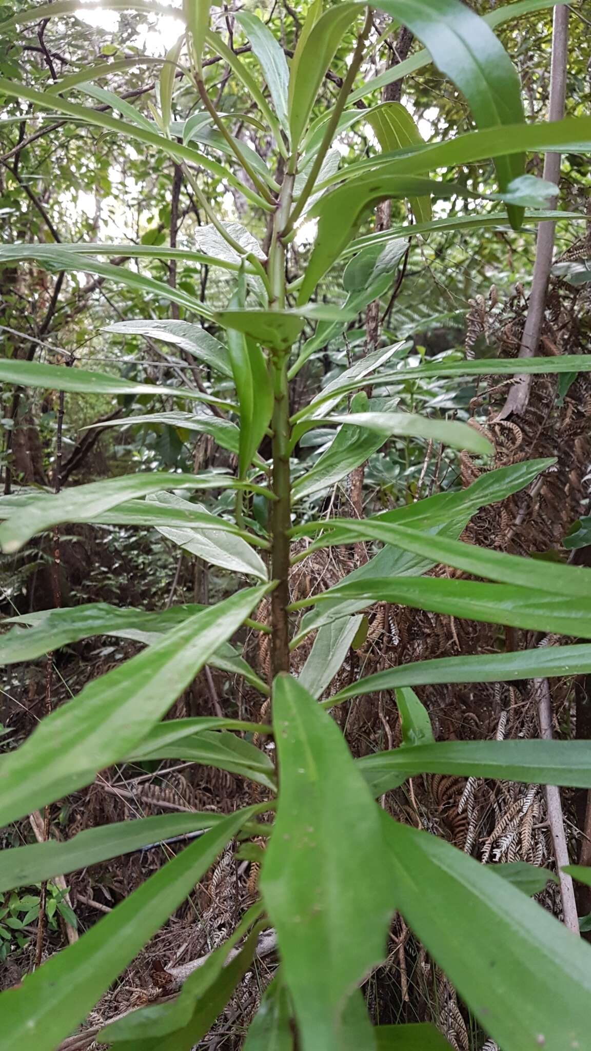 Image de Urostemon kirkii var. angustior (Allan) B. Nord.