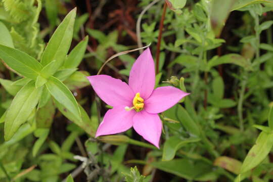 Image of Chironia peduncularis Lindl.