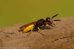 Image of Philanthus triangulum diadema (Fabricius 1781)