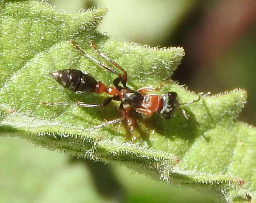 Sivun Pseudomyrmex gracilis (Fabricius 1804) kuva