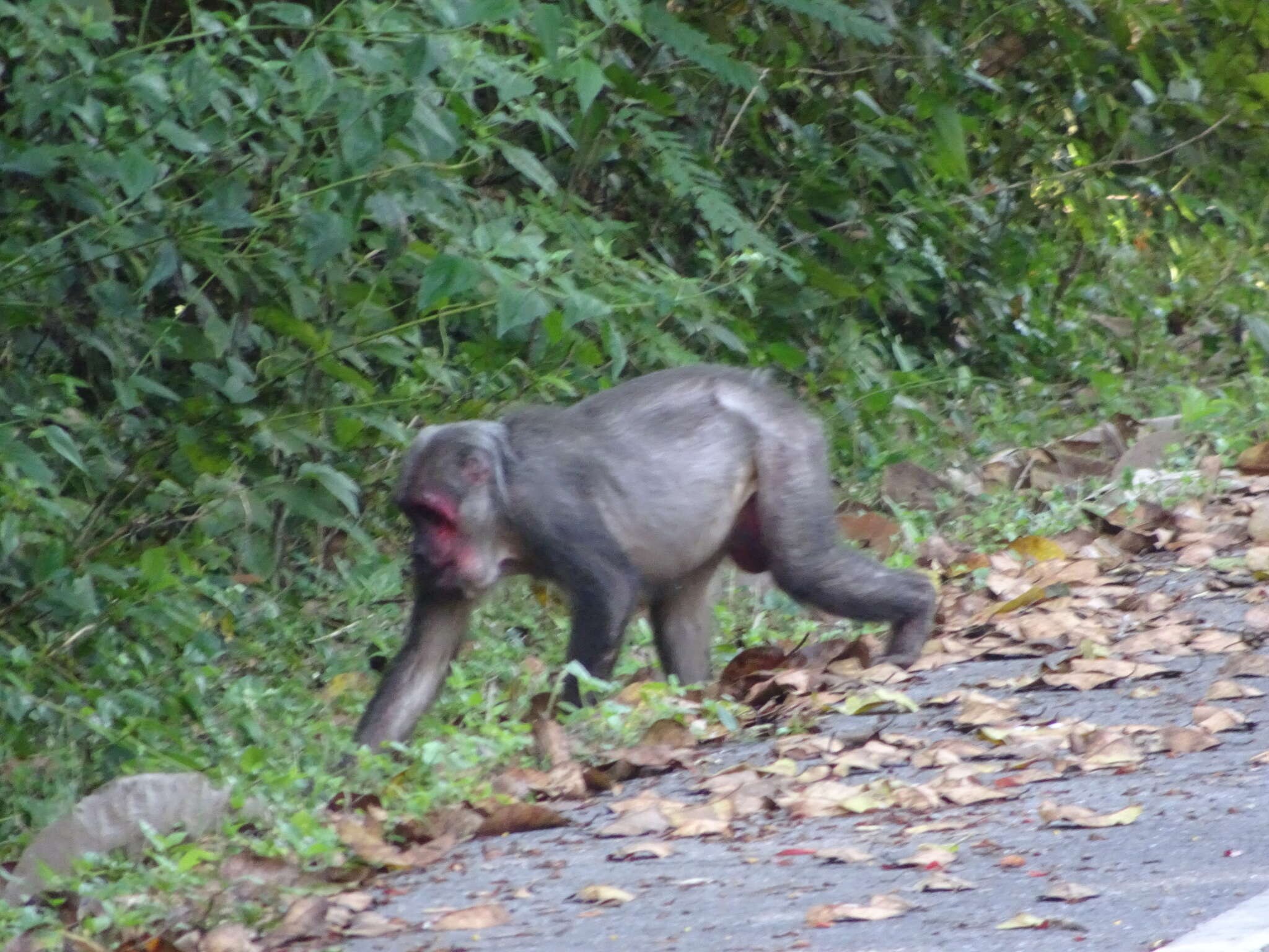 Image of Bear Macaque