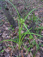 Image of false hop sedge