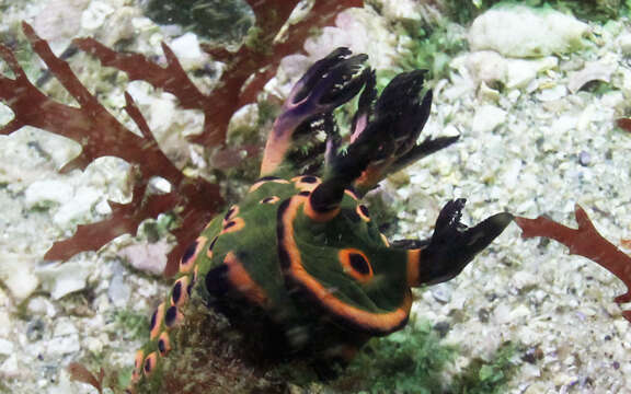 Image of Nembrotha rosannulata Pola, Cervera & Gosliner 2008