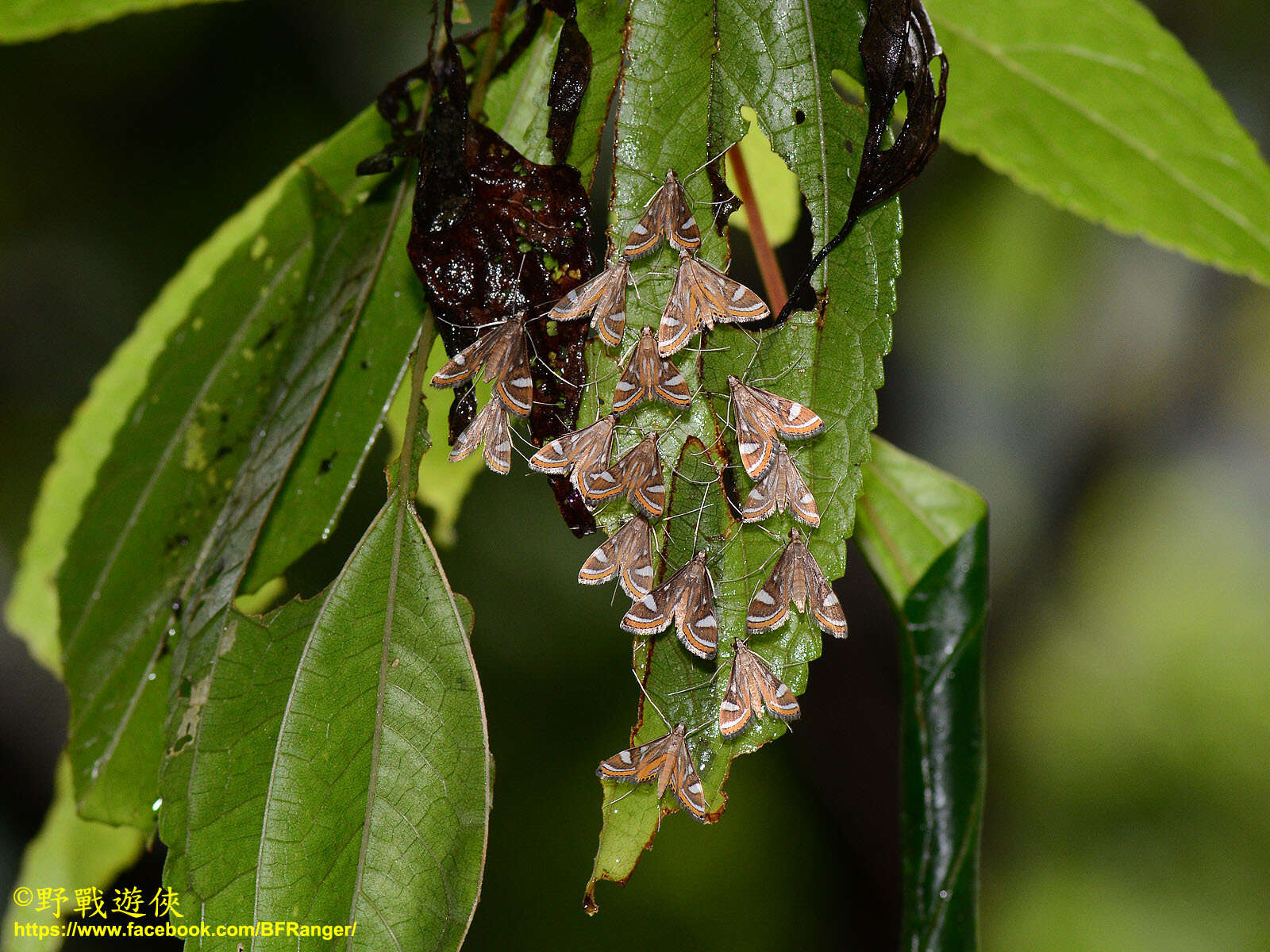 Imagem de Strepsinoma croesusalis Walker 1859