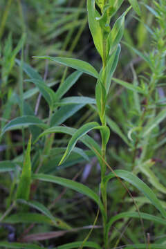 Image of Riddell's Goldenrod