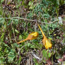 Image of Tropaeolum leptophyllum G. Don