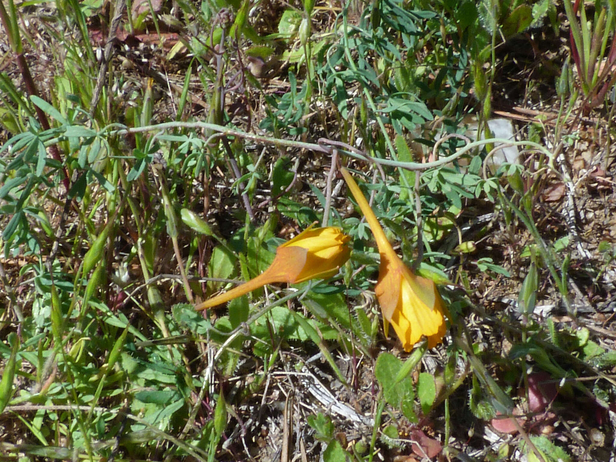 Image of Tropaeolum leptophyllum G. Don