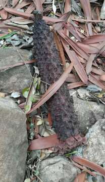 Image of Encephalartos tegulaneus subsp. tegulaneus