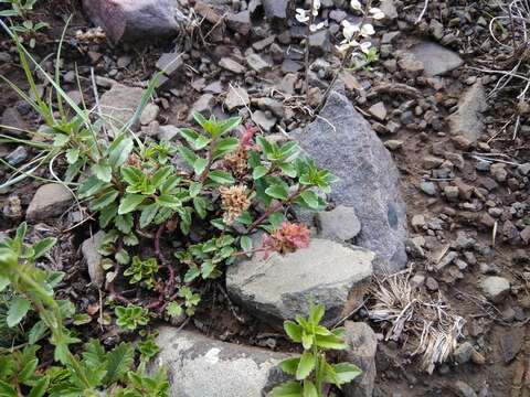 صورة Veronica vendettadeae Albach