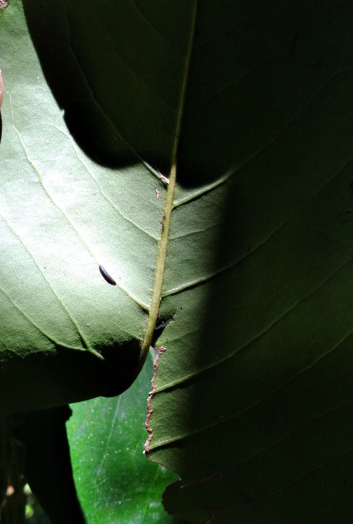 Image of Banana-shaped scale