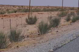 Image of Desert Broom