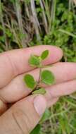 Image of Coprosma neglecta Cheeseman