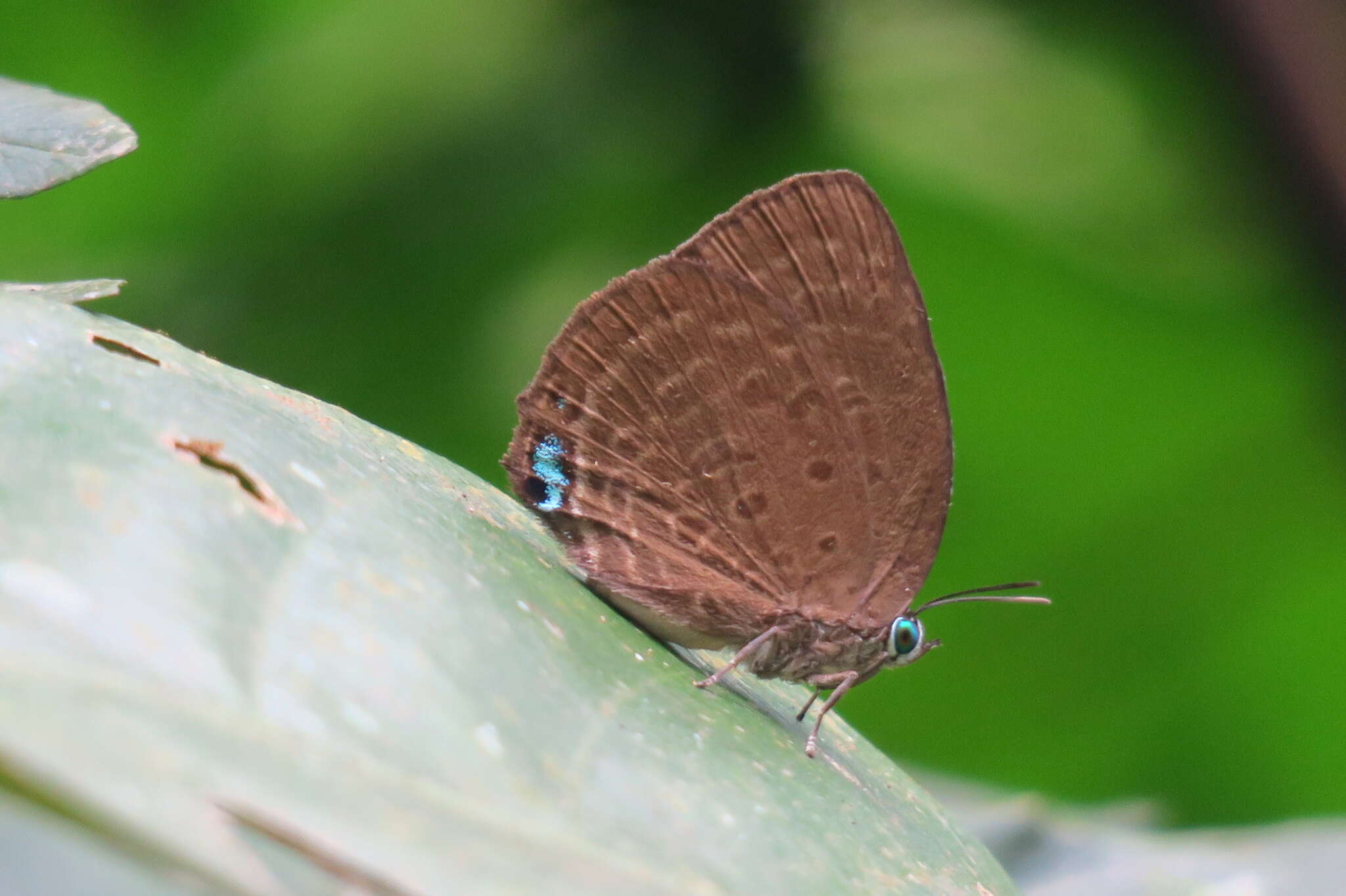 Plancia ëd Arhopala amphimuta (Felder & Felder 1860)