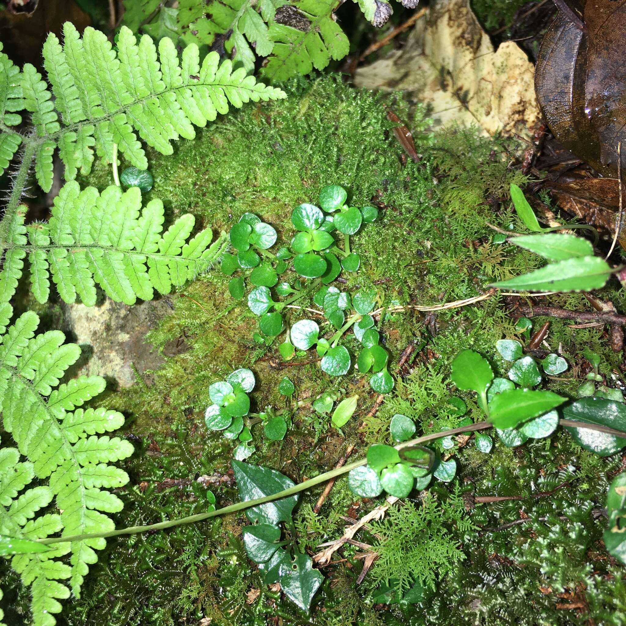 Image of Nertera nigricarpa Hayata