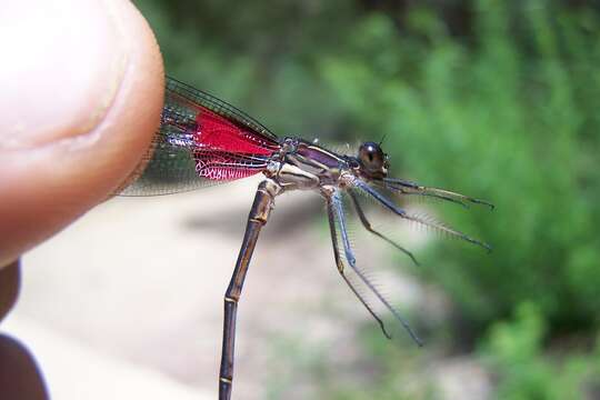 Image of Canyon Rubyspot