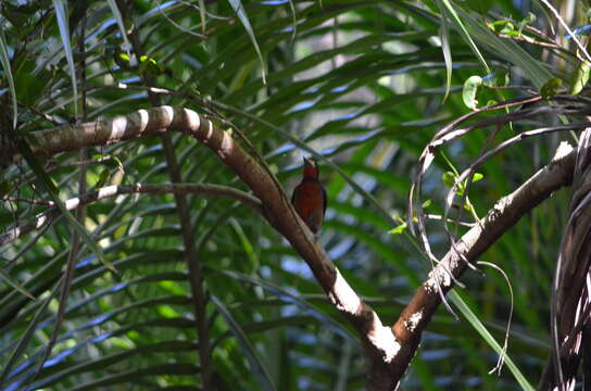 Image of Puerto Rican Woodpecker